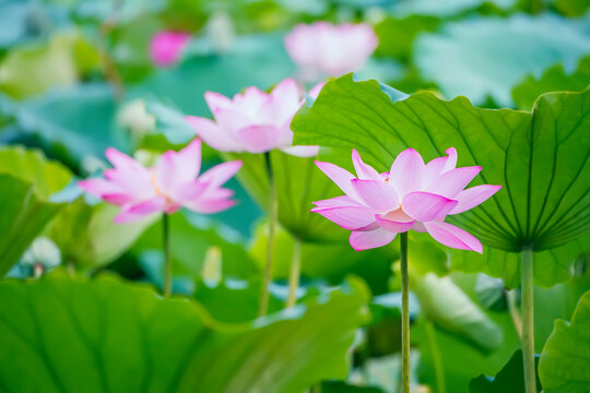 lotus flower blooming in summer pond with leaves as background