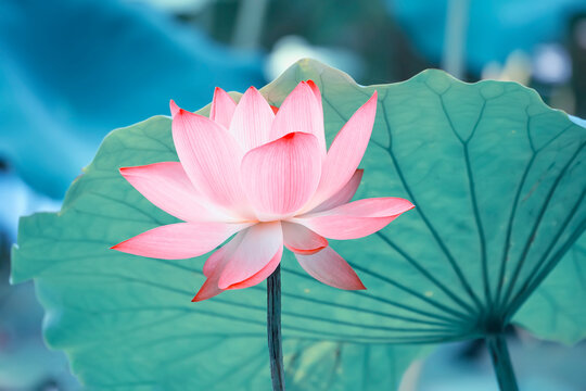 lotus flower blooming in summer pond with leaves as background