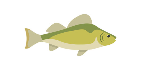 Perch, fish and animal swimming in water, fresh product of fishing industry, aquaculture