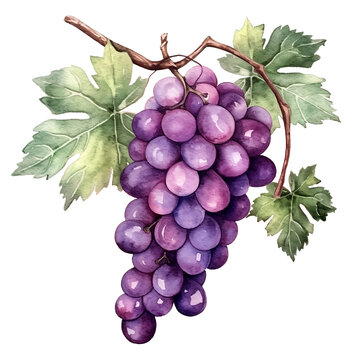 recommend clip art: Water color Grapes illustration png clip art no background