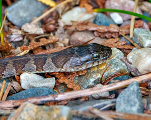Snake Photo and Image.  Head close-up profile view crawling on rocks in its environment and habitat surrounding. Head Shot.