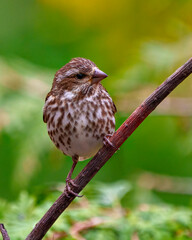 Song Sparrow Image and Photo.  Close-up front view perched on a branch with green blur background in its environment, displaying brown feather plumage.