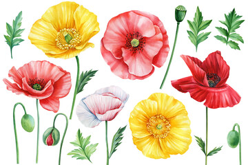 Watercolor wildflowers set. Poppies, bud, seed and leaves on white background, botanical illustration colorful flowers