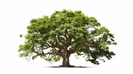 Obraz premium big tree isolate on white background