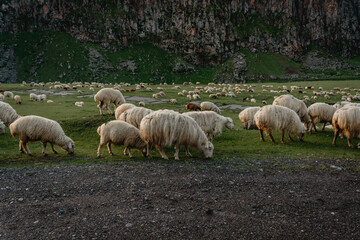 Obraz premium Flock of sheep in Truso valley in Kazbegi region, Caucasus mountains, Georgia. 