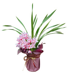 アレンジ, シンピジウム