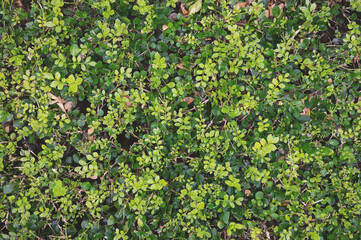 Green plant bush leafs