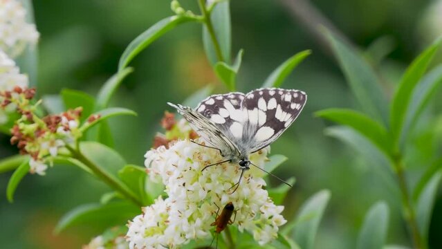 Marbled White Butterfly feeding on Wild Privet