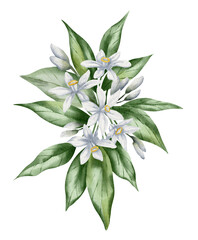 Orange Fruit Flowers with green leaves. Hand drawn Floral illustration of blooming citrus branch on white isolated background. Botanical drawing of tangerine greenery and buds for cards or food label.