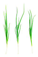set green young onion isolated from background