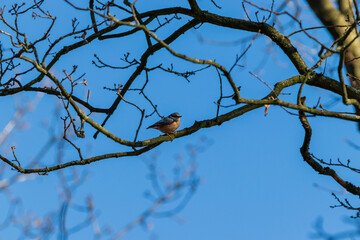 Ein Rotkehlchen sitzt auf einem Ast
