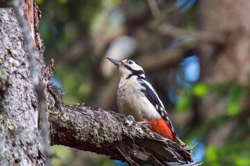 great spotted woodpecker male , dendrocopos major, perched on a spruce in the mountain forest at a summer day