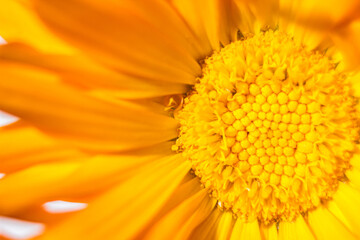 Yellow flower closeup with low depth of field