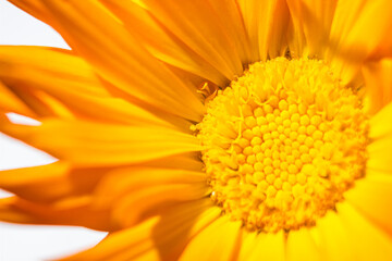 Yellow flower closeup with low depth of field