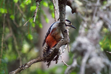 great spotted woodpecker male , dendrocopos major, perched on a spruce in the mountain forest at a summer day