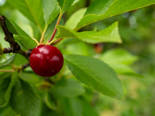 Ripe cherry on the tree. Cherry on a tree branch.