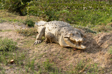 Orinoco Crocodile, crocodylus intermedius, Adult emerging from Water, Los Lianos in Venezuela