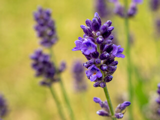 Blooming lavender in the meadow. Purple lavender flowers.
