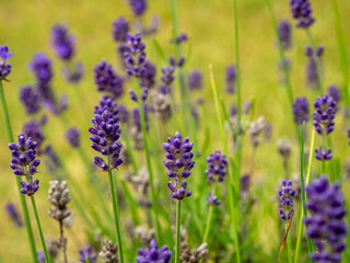 Fototapeta premium Blooming lavender in the meadow. Purple lavender flowers.
