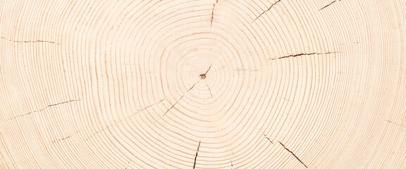 light stump texture, fresh saw cut wood background