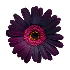 gerber daisy isolated on transparent background cutout