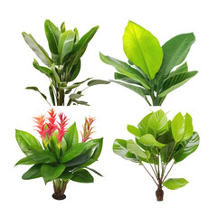 plant set isolated on transparent background cutout