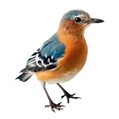 Fototapeta premium robin isolated on transparent background cutout