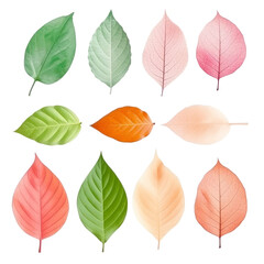set of leaves isolated on transparent background cutout