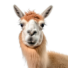 close up of a llama isolated on transparent background cutout