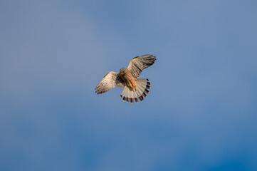 bird of pray 