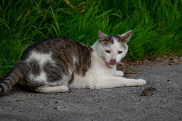 cat in the garden hunting for mouse