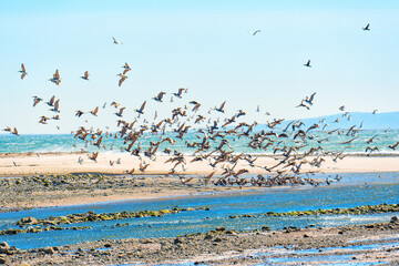 Brown Pelicans Soaring from Shallow Waters in Malibu, California