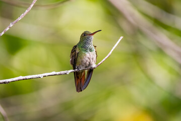 hummingbird on a branch