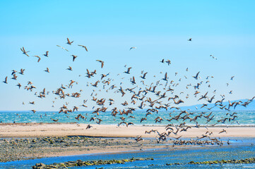 Brown Pelicans Swiftly Ascending from Shallow Waters in Malibu's Coastline
