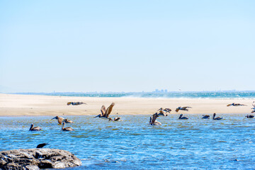 Group of Brown Pelicans Floating on Malibu's Shallow Waters
