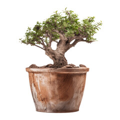 bonsai tree isolated on transparent background cutout