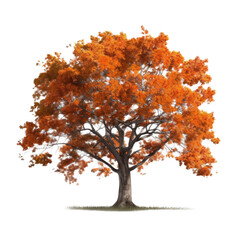 autumn tree isolated on transparent background cutout