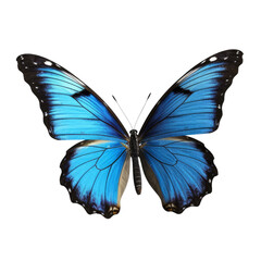 Obraz na płótnie Canvas butterfly isolated on transparent background cutout
