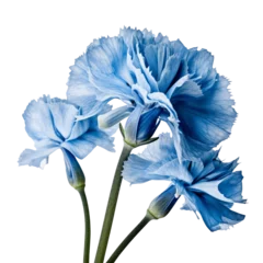 Foto op Canvas blue flower isolated on transparent background cutout © Papugrat