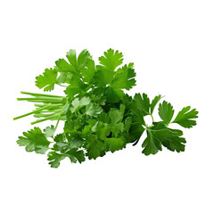 bunch of parsley isolated on transparent background cutout