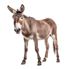 Zelfklevend Fotobehang donkey isolated on transparent background cutout © Papugrat