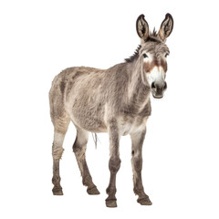 view of a donkey isolated on transparent background cutout