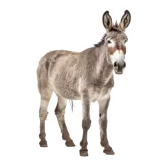 Muurstickers view of a donkey isolated on transparent background cutout © Papugrat