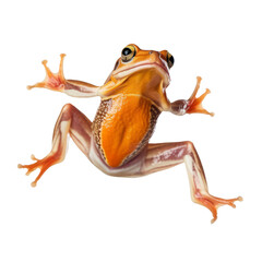 frog isolated on transparent background cutout