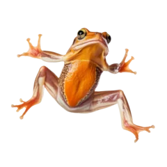 Abwaschbare Fototapete frog isolated on transparent background cutout © Papugrat