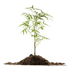 young plant in soil isolated on transparent background cutout