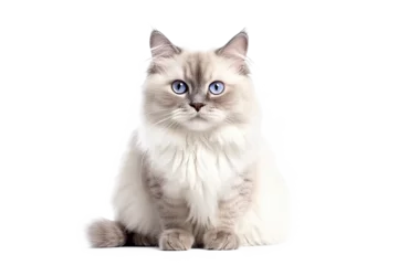 Foto auf Alu-Dibond Cute fluffy portrait kitty Cat Ragdoll looking at camera isolated on clear png background, funny moment, pet concept, with Generative Ai. © TANATPON