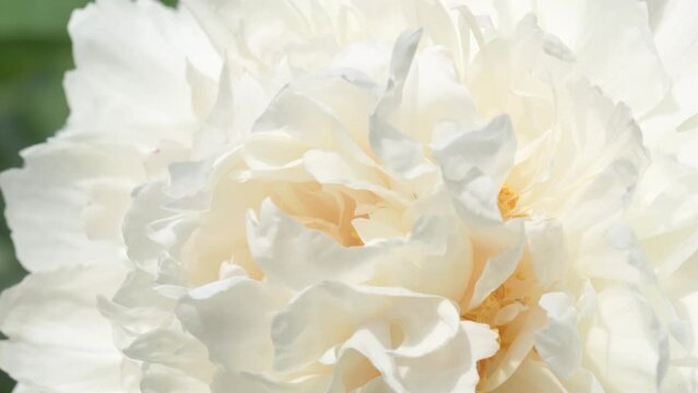 beautiful white peony flower background. macro shot. sunny day