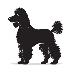 French poodle vector silhouette. Black on white background.