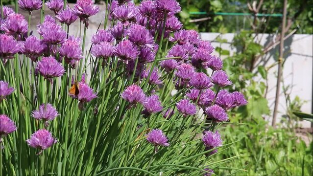 video yellow butterfly and bumblebees pollinate flowers of ornamental chives on a sunny summer day